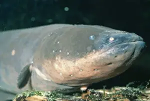 Eels Prints: Electric Eel - South America