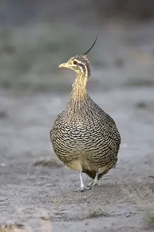 Elegant Crested Tinamou South America: Patagonia