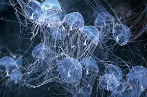 Mass Collection: Elegant Hydromedusa Jellyfish Coastal waters, Pacific-Atlantic