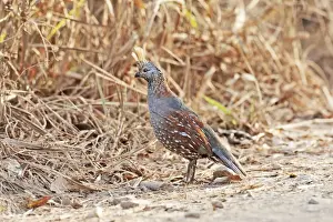 Quail Prints: Elegant Quail. Quail of arid scrublands in western Mexico. In April