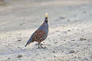 Elegant Quail. Quail of arid scrublands in western Mexico. In April