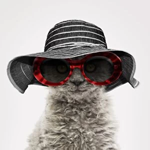 Elegant Selkirk Rex cat wearing a striped hat and sunglasses