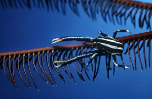 Images Dated 9th May 2006: Elegant Squat Lobster - these tiny lobsters live in the arms of a feather star
