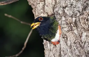Trogons Prints: Elegant Trogon - male at nest hole South East Arizona