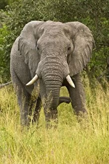 Elephant - From front