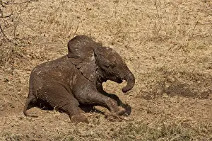 Botswana Prints: Elephant - baby covered in mud rolling on ground - Mashatu Game Reserve - Botswana
