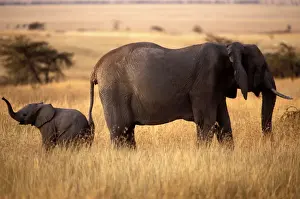 Sniffing Prints: Elephant - and calf. Maasai Mara - Kenya - Africa