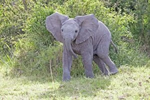 Images Dated 7th January 2009: Elephant - Calf threatening - Maasai Mara North Reserve Kenya