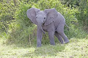Elephant Prints: Elephant - Calf threatening - Maasai Mara North Reserve Kenya