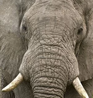 Elephant - Close up of head