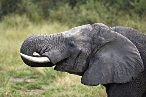 Images Dated 4th March 2008: Elephant - Close up of head drinking - In Musth - Okavango - Botswana