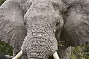 Elephant - Close up of head with food