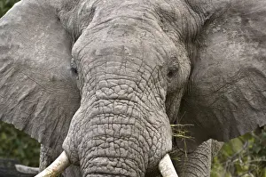Elephant - Close up of head with food - Okavango - Botswana