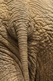 Elephant Prints: Elephant - Close up rear view of African Elephant showing closely spaced tail rings and skin texture