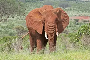 Tsavo Prints: Elephant - Covered in red Tsavo dust - Tsavo East National Park Kenya