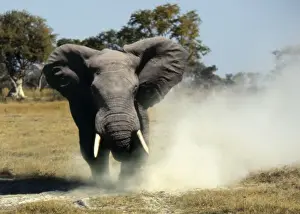 Power Prints: Elephant CRH 926 Bull displays aggressive behaviour when in musk Chief's Island