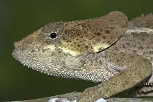 Elephant-eared Chameleon, close up of head. Madagascar