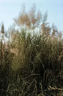 Nepal Prints: Elephant Grass - Nepal