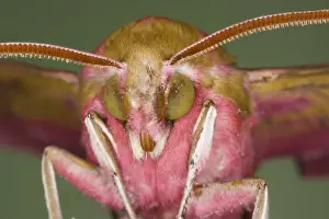 Elephant Hawk Moth - Essex - UK IN000937