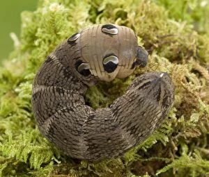 Caterpillar Gallery: Elephant Hawk Moth Larva in snake like posture