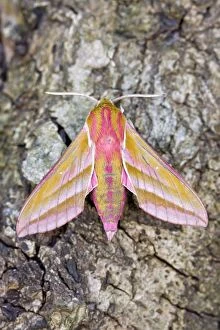 Images Dated 11th July 2011: Elephant Hawk Moth at rest