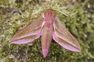 Elephant Hawk-moth at rest, Norfolk UK