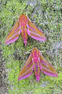 Images Dated 1st July 2013: Elephant Hawk-moths