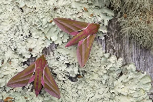 Elephant Hawk-Moths - on Lichen - Cornwall - UK