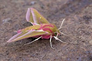 Images Dated 13th July 2013: Elephant Hawkmoth