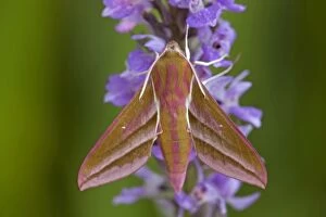 Images Dated 21st June 2010: Elephant Hawkmoth - Cornwall - UK
