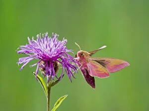 Images Dated 15th June 2008: Elephant Hawkmoth - in flight on flower