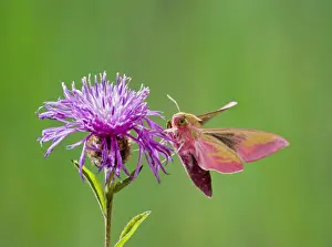 Hawkmoths Prints: Elephant Hawkmoth - in flight on flower Bedfordshire UK 005775