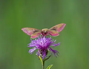 Hawk Moths Prints: Elephant Hawkmoth - in flight on flower Bedfordshire UK 005776
