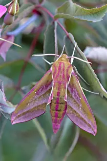 Elephant Hawkmoth - Lincolnshire - England