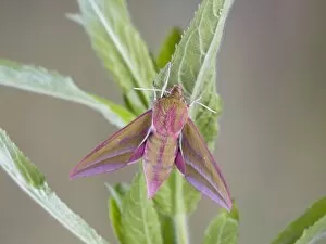 Images Dated 15th June 2008: Elephant Hawkmoth - resting on willowherb foodplant