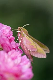 Images Dated 13th July 2013: Elephant Hawkmoth - on Roses