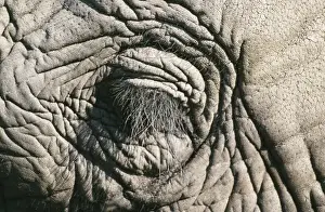 Winking Prints: Elephant HAY 164 Close-up of closed eye - Botswana