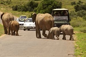 Elephant herd crosses a road - watched by tourists