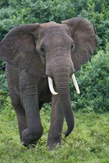 Images Dated 3rd July 2012: Elephant in the jungle, Aberdare National
