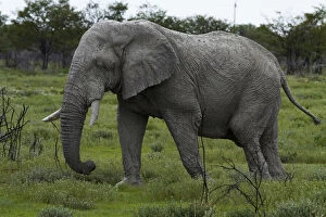 Elephant (Loxodonta africana), Etosha National