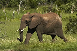 Elephant (Loxodonta africana), Hwange National