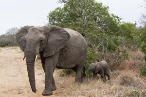 Africana Gallery: Elephant (Loxodonta africana), Kapama Game