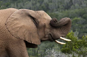 Images Dated 27th June 2011: Elephant (Loxodonta africana), Kariega Game