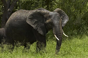 Elephant (Loxodonta africana), Kruger National