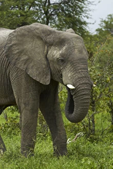Elephant (Loxodonta africana), beside Nata-Kasane