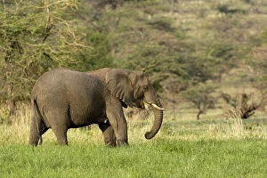 Africana Gallery: Elephant, Loxodonta africana, Serengeti