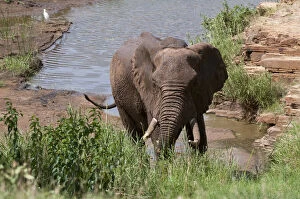 Elephant (Loxodonta africana), Tsavo East