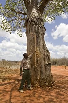 Elephant - man showing tree damage caused by Elephants