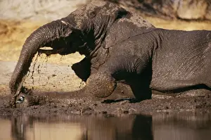 Muddy Prints: Elephant - in mud bath, Botswana, Africa