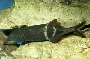 Electric Prints: Elephant Nose Fish - electric organs Congo, Zaire